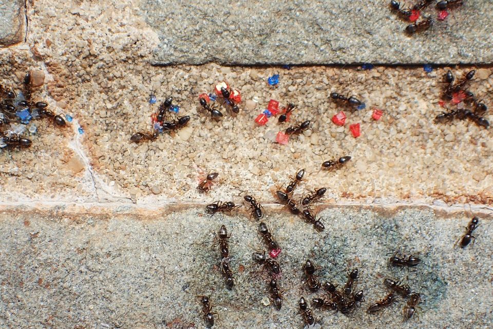 Ants eating colored sugar