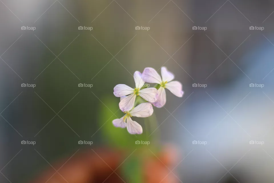 beautiful flowers