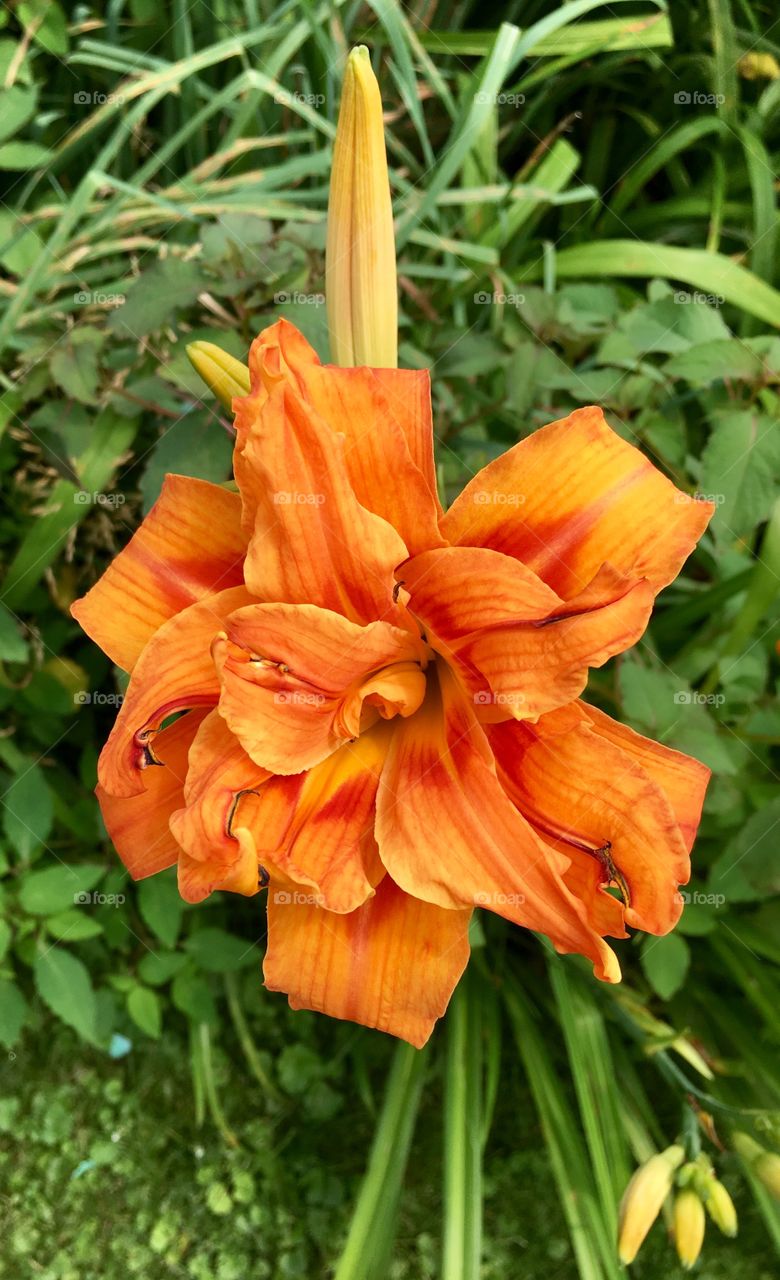 Day lily " Double Orange "