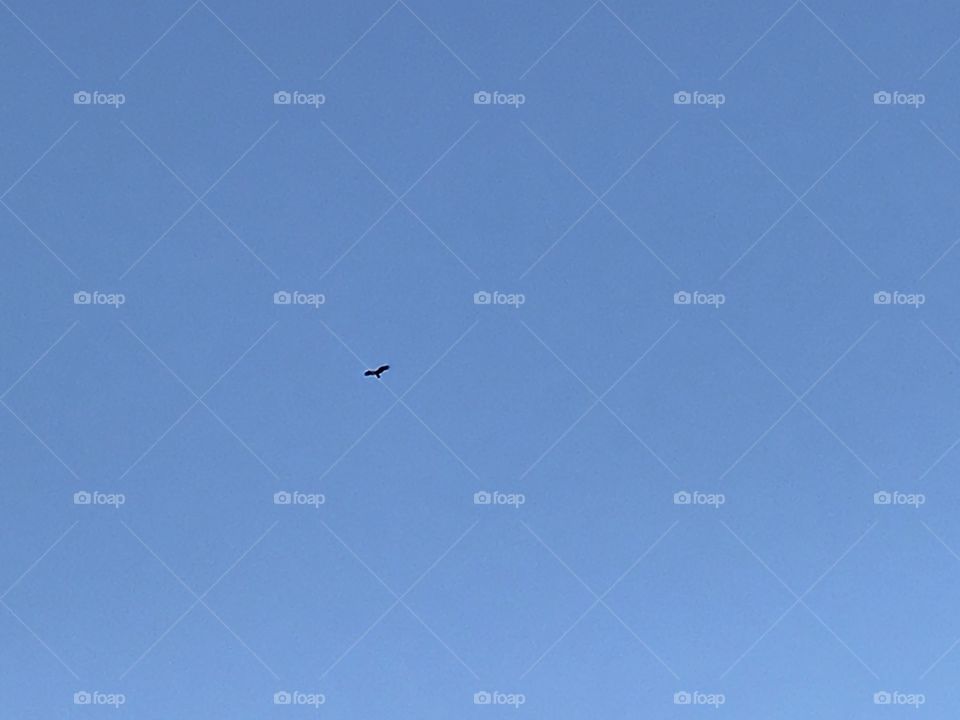 Bird in flight