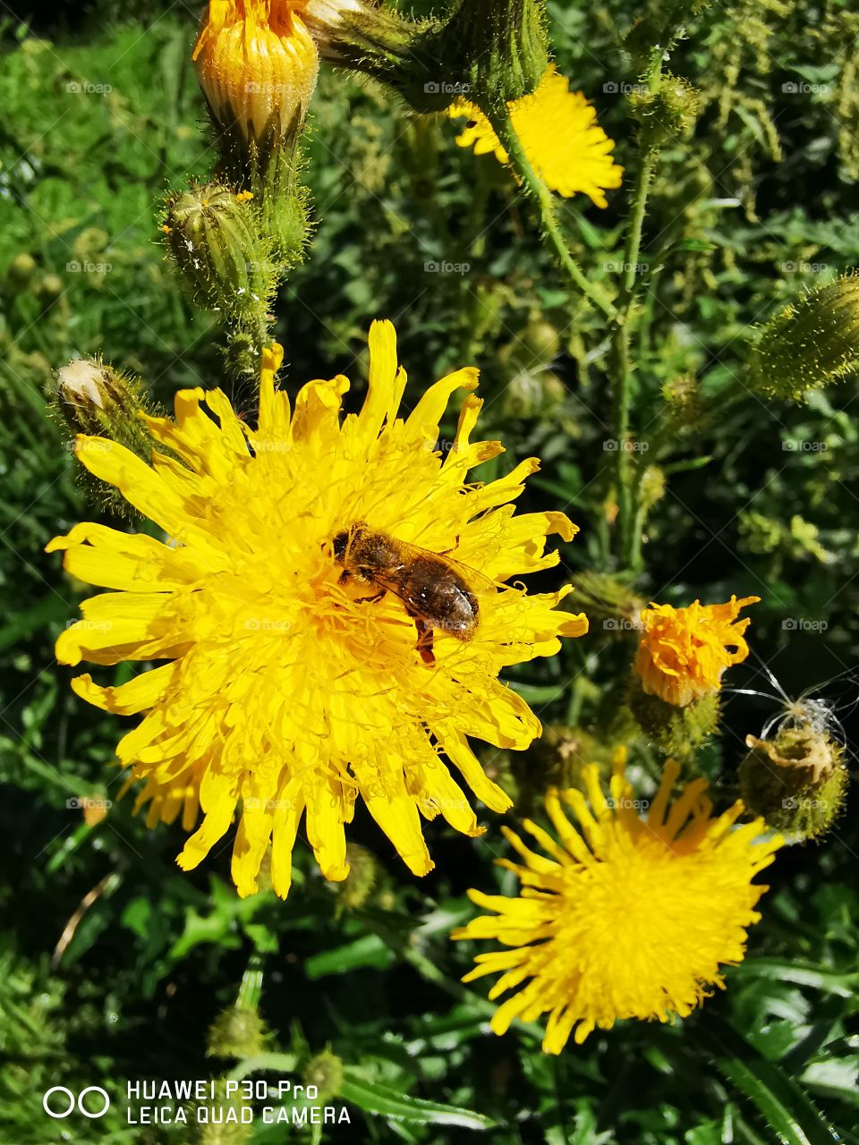 petite abeille