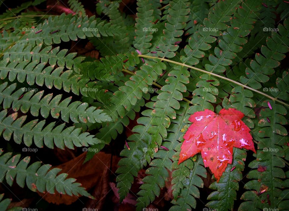 Red maple leaf on fern