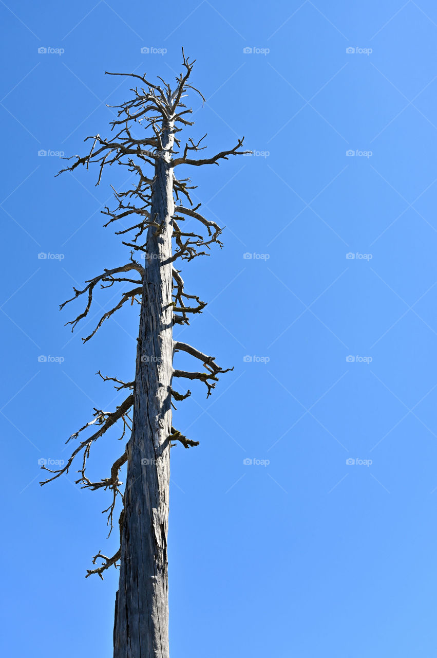 A dead tree in the middle of nowhere under blue sky