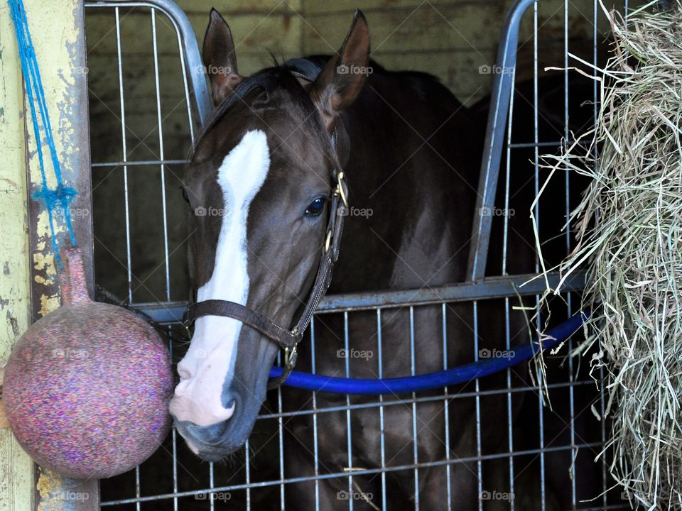 Kitai. Beautiful chestnut filly with a big white blaze standing in her stall at Belmont Park. 

Zazzle.com/Fleetphoto 