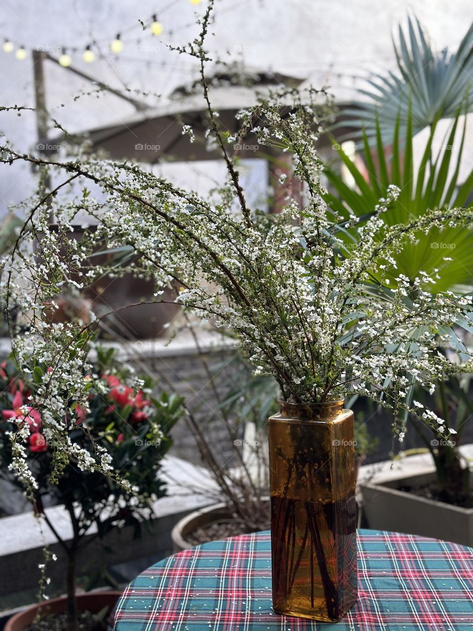 Blooming plant in vase