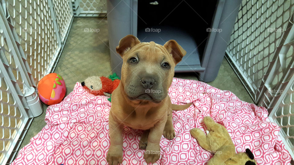 sharpei puppy smiling