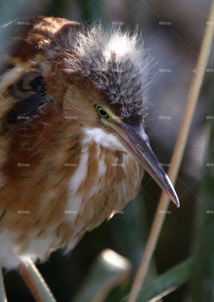 Least Bittern Juvenile in Reeds