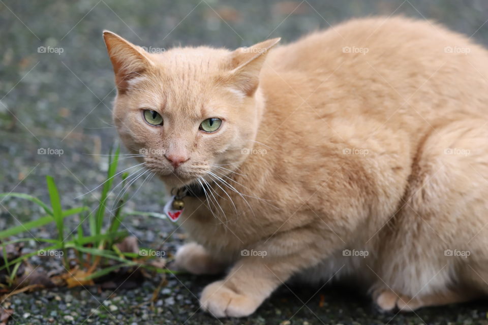 Beautiful green eyed cat 