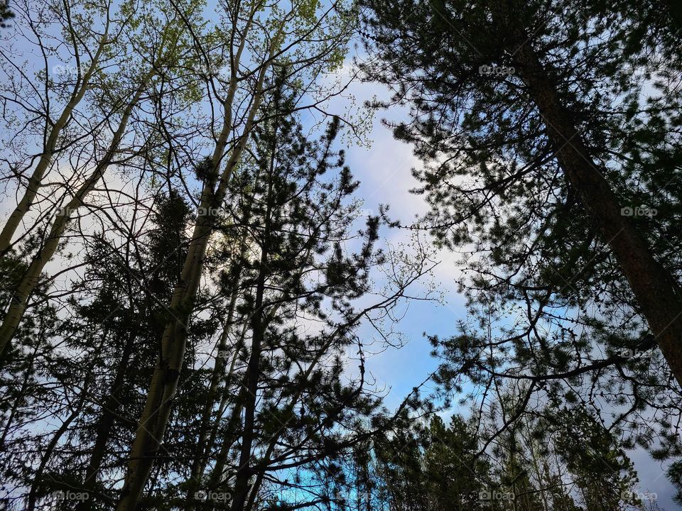 Blue sky and fluffy white clouds