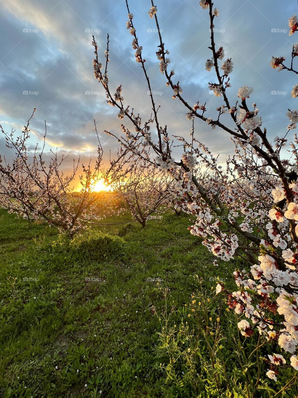 Spring colors