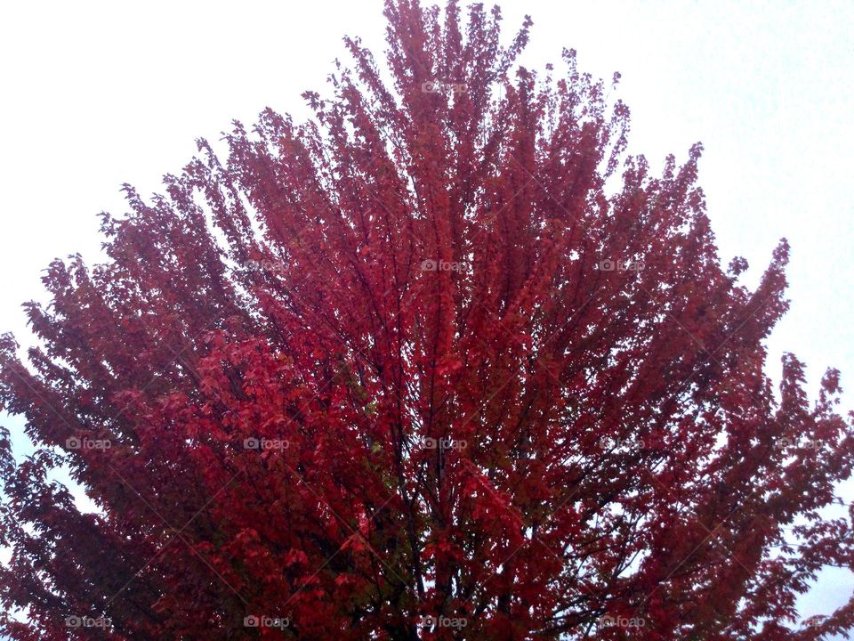 Leaves on a Tree Turning Bright Red on an Autumn Day in Canada