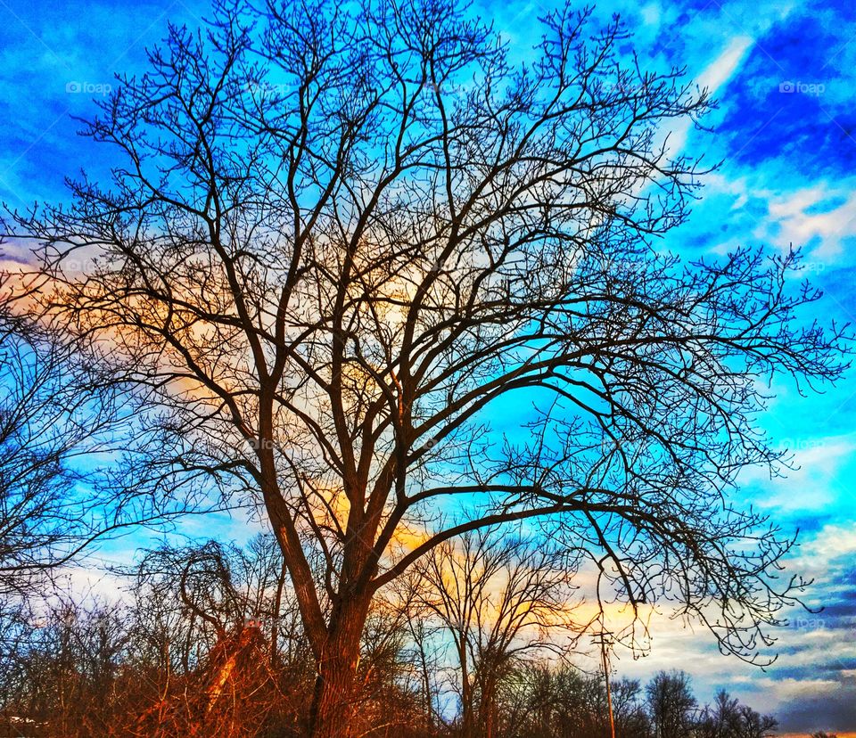 Dry trees against blue sky in forest