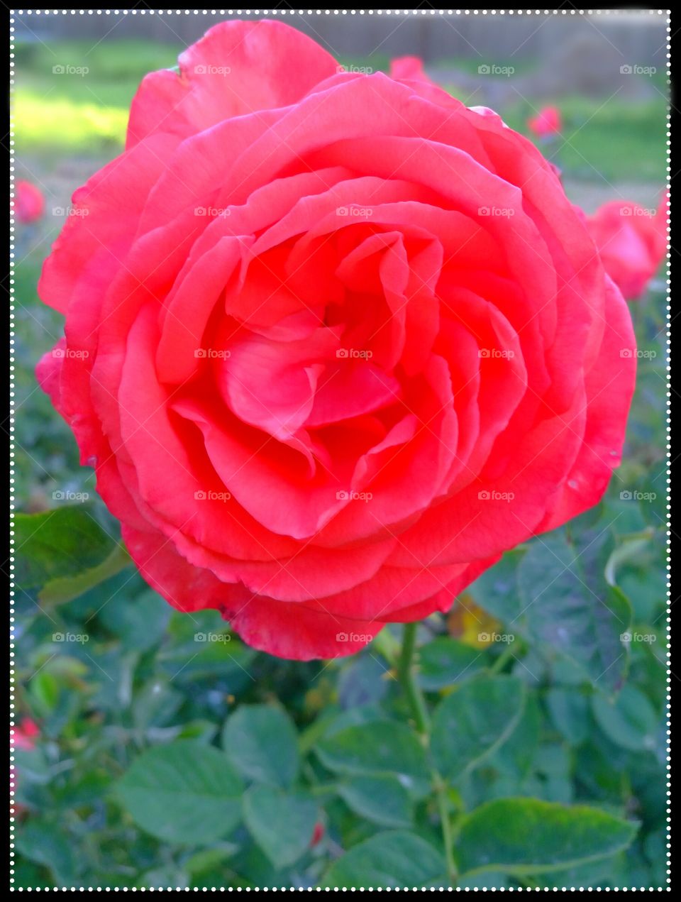 A rose for you..