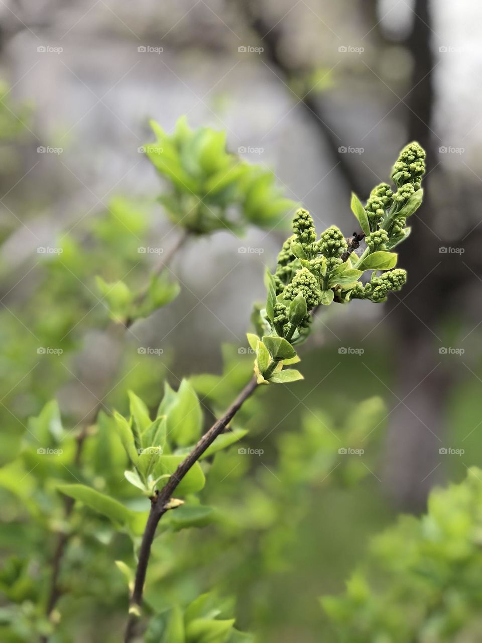 Future white lilac