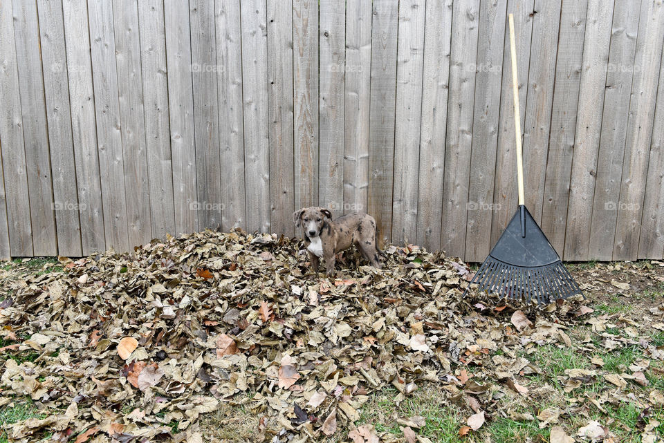 Mixed breed multicolored puppy outdoors in a pile of fall leaves