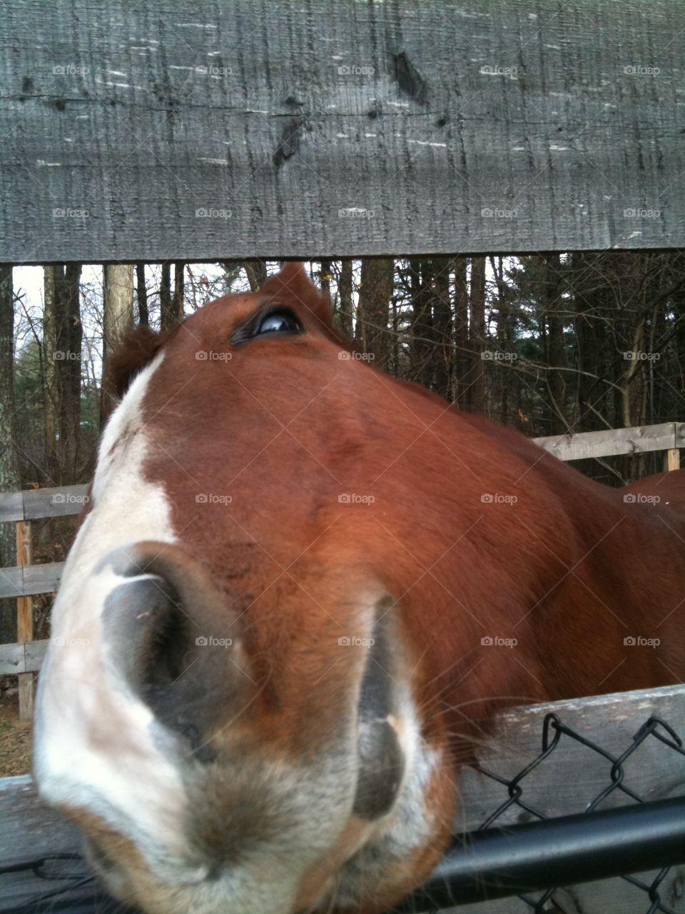 Horse nose 