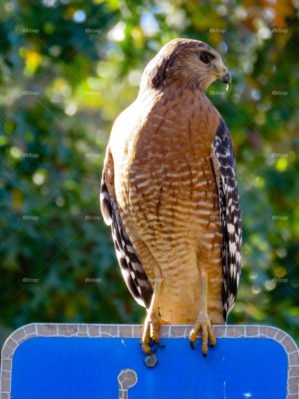 Red-shouldered hawk