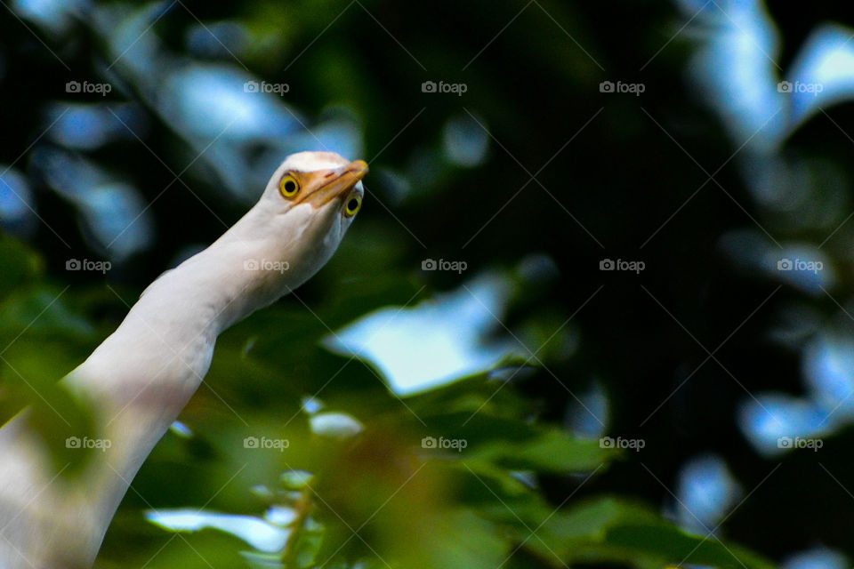 it looks he's like saying hello to everyone.