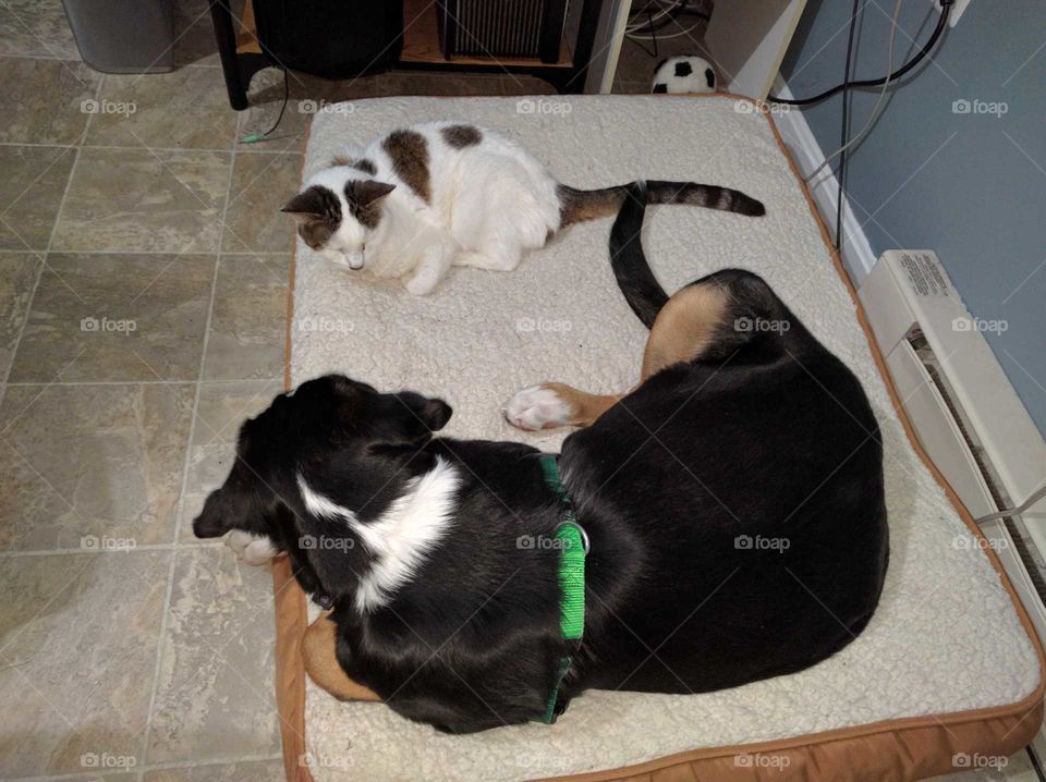 dog and cat sharing a bed