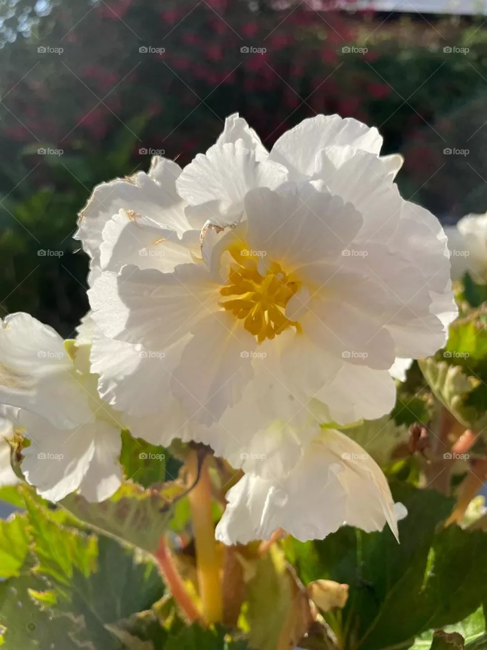 Begonia fimbriata