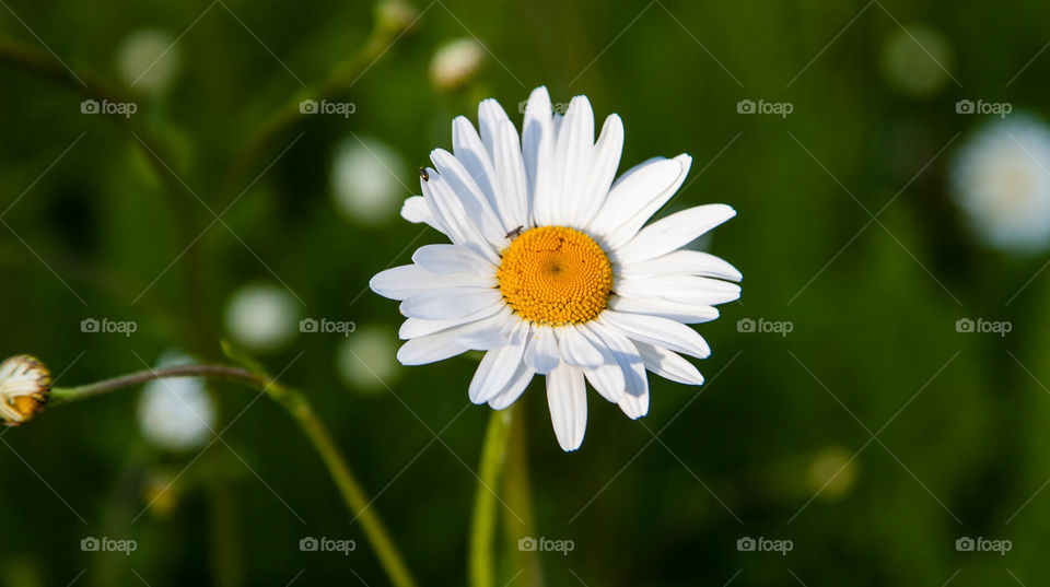 Two insect on chamomile