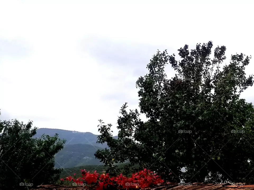 nature