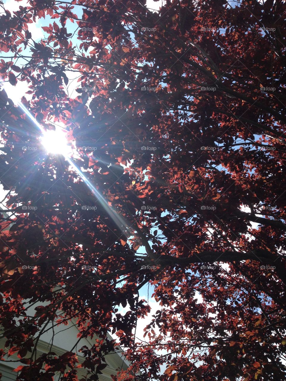 Sunlight through red leaves