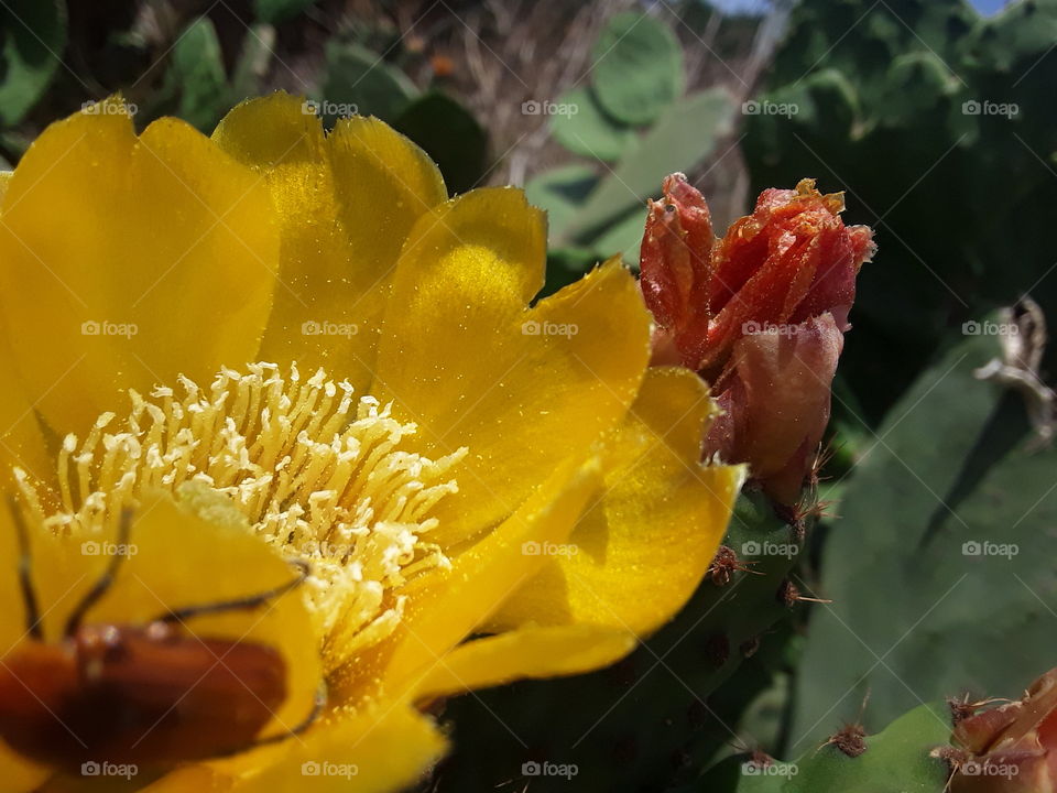 A beautiful flower heads