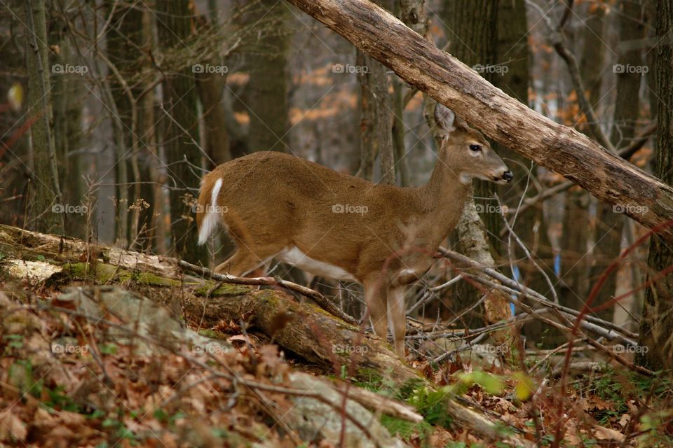 Deer in Forest