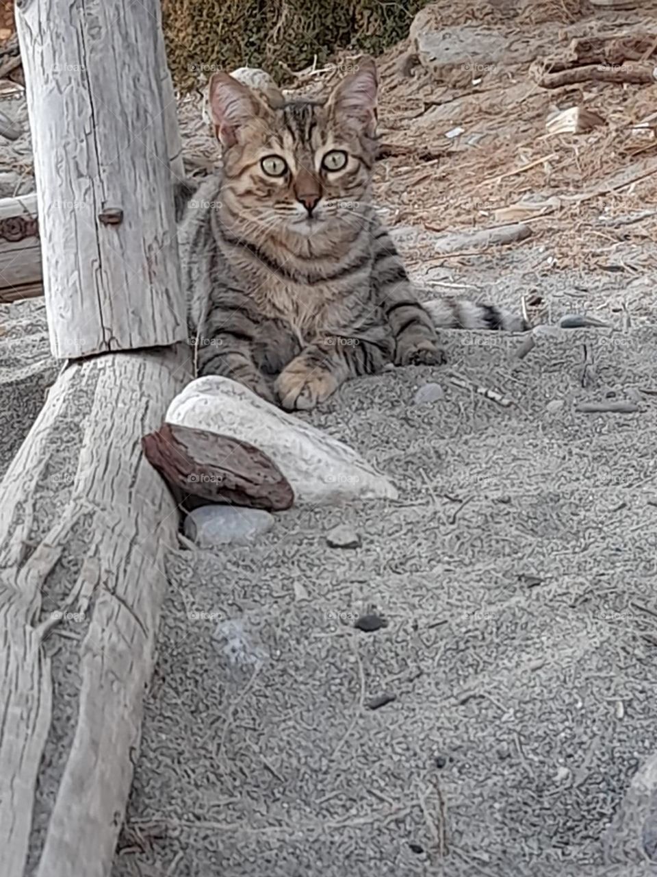 tabby cat on sandy beach in Greece laying down looking at us. natural colours wooden post