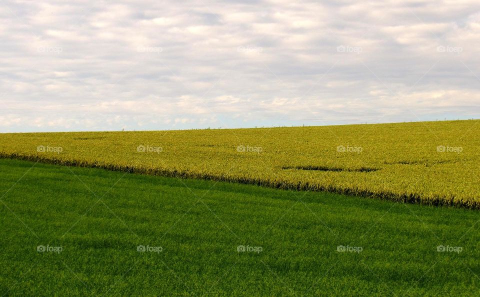 rural landscape