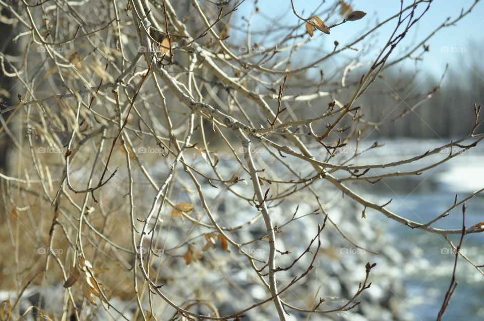 Lacy leafless branches by the river