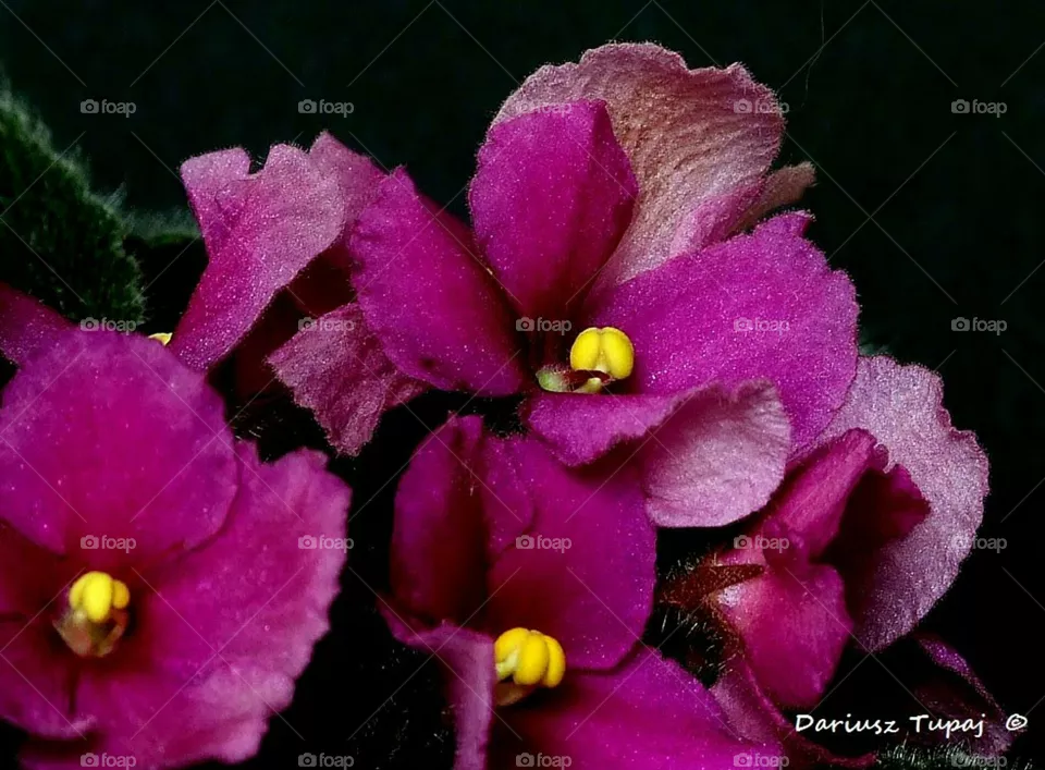 flower