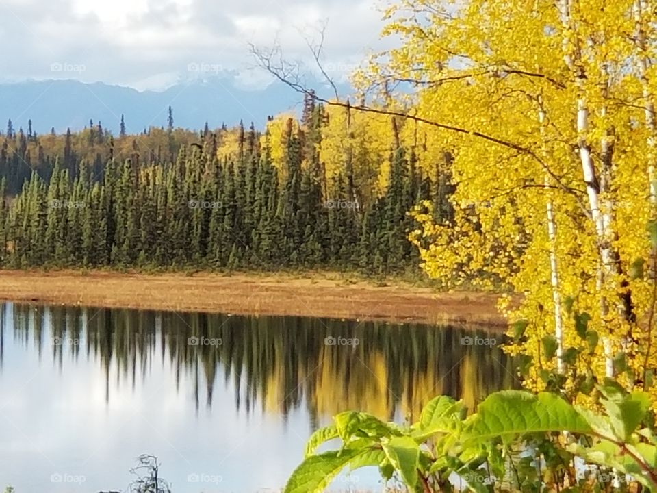 Fall trees in reflection