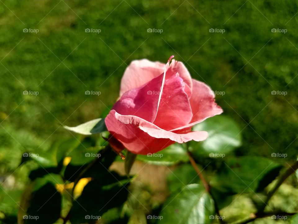 This is a rose in my yard. It is the middle of October in Wisconsin