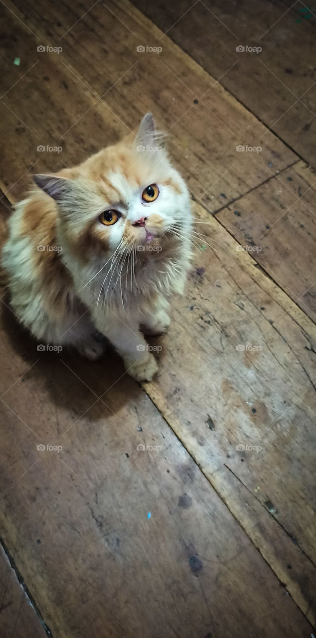 "Pampam" as I call her a Persian cat.