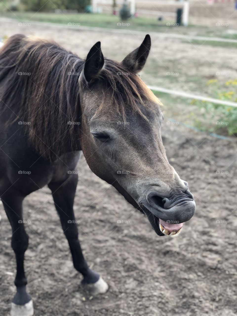Laughing pony