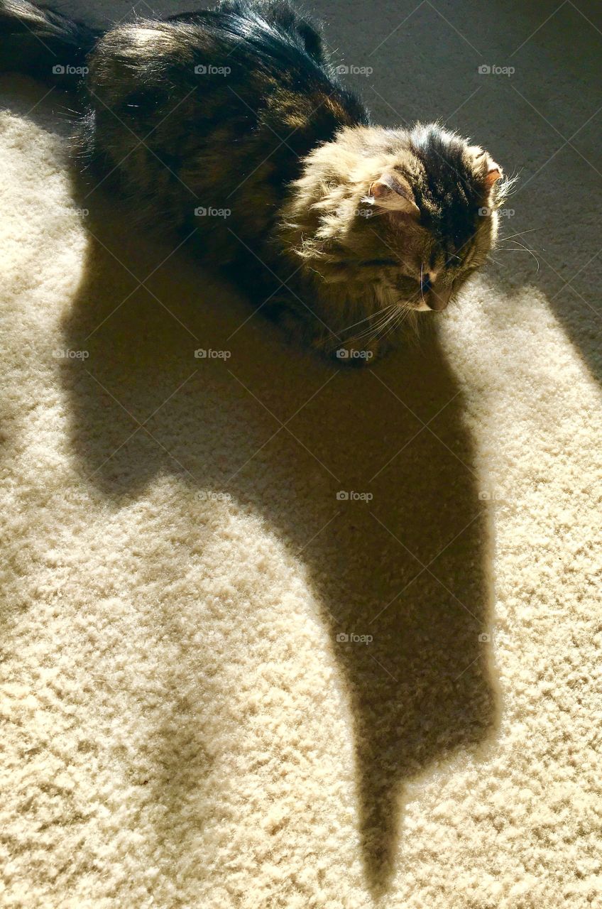One-eared cat and shadow 