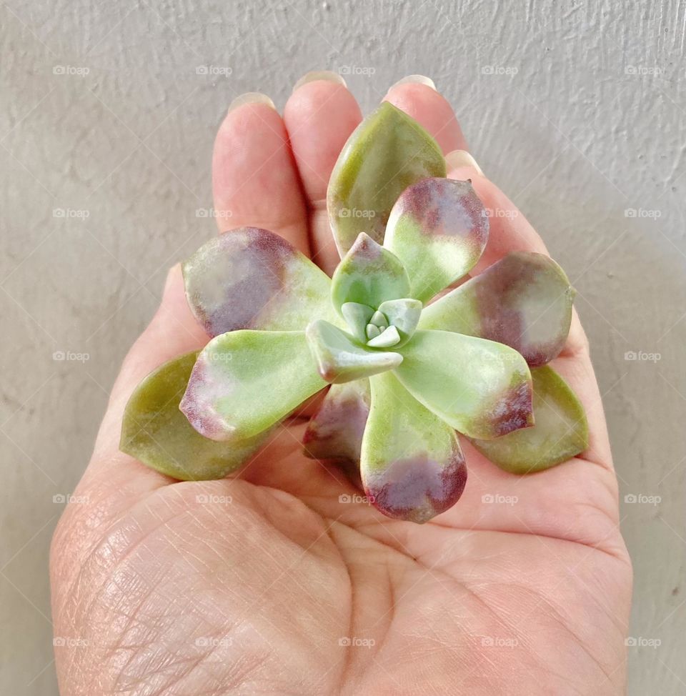 Succulent inspiration, hand holding a beautiful Korean Graptopetalum