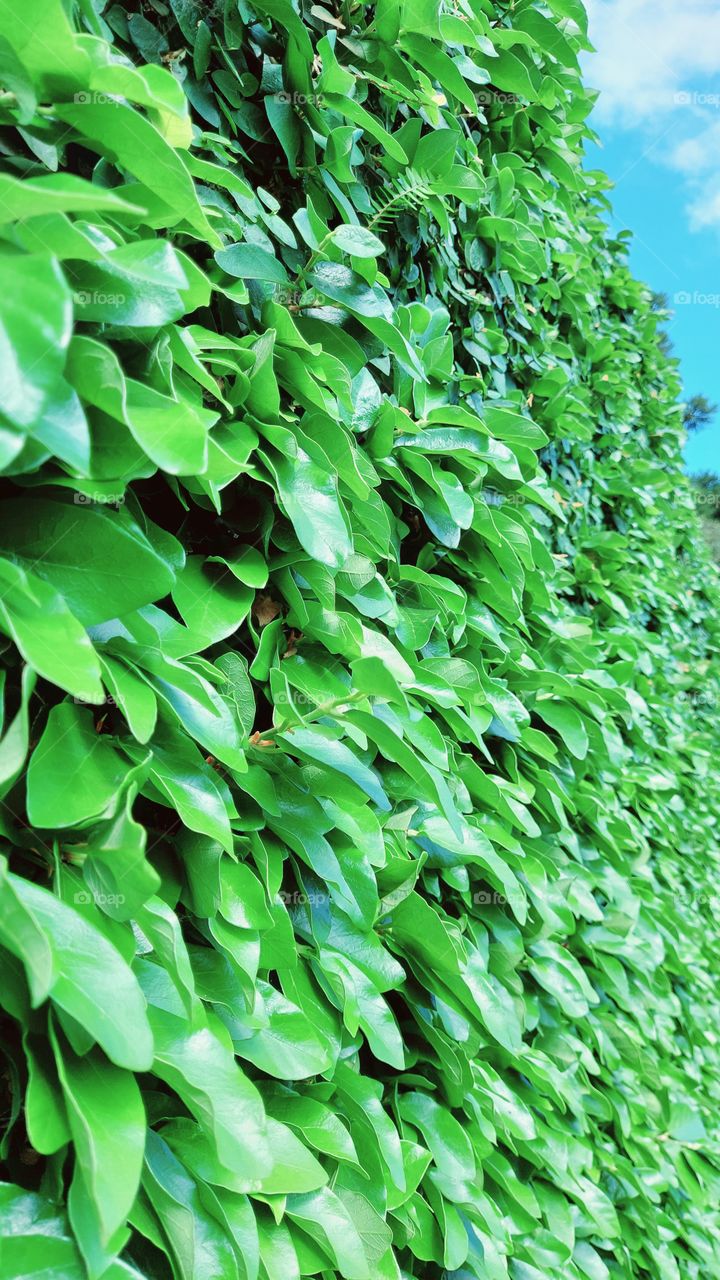 Parede verde enche os olhos com toda essa beleza contrastando com o céu anil.