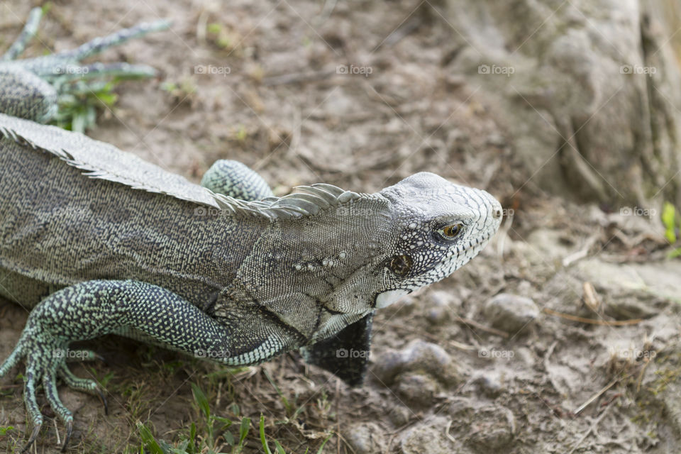 Beautiful iguana.