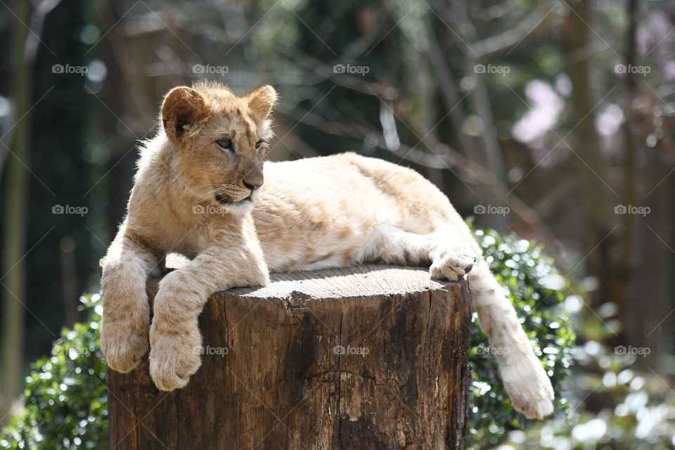 lion cub