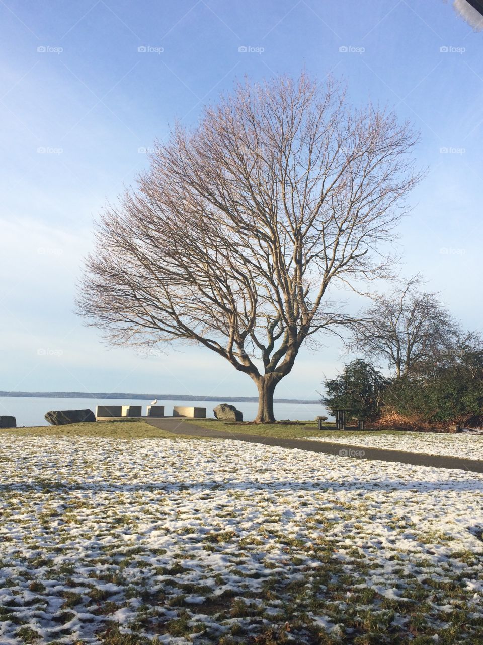 Winter season tree with no leaves