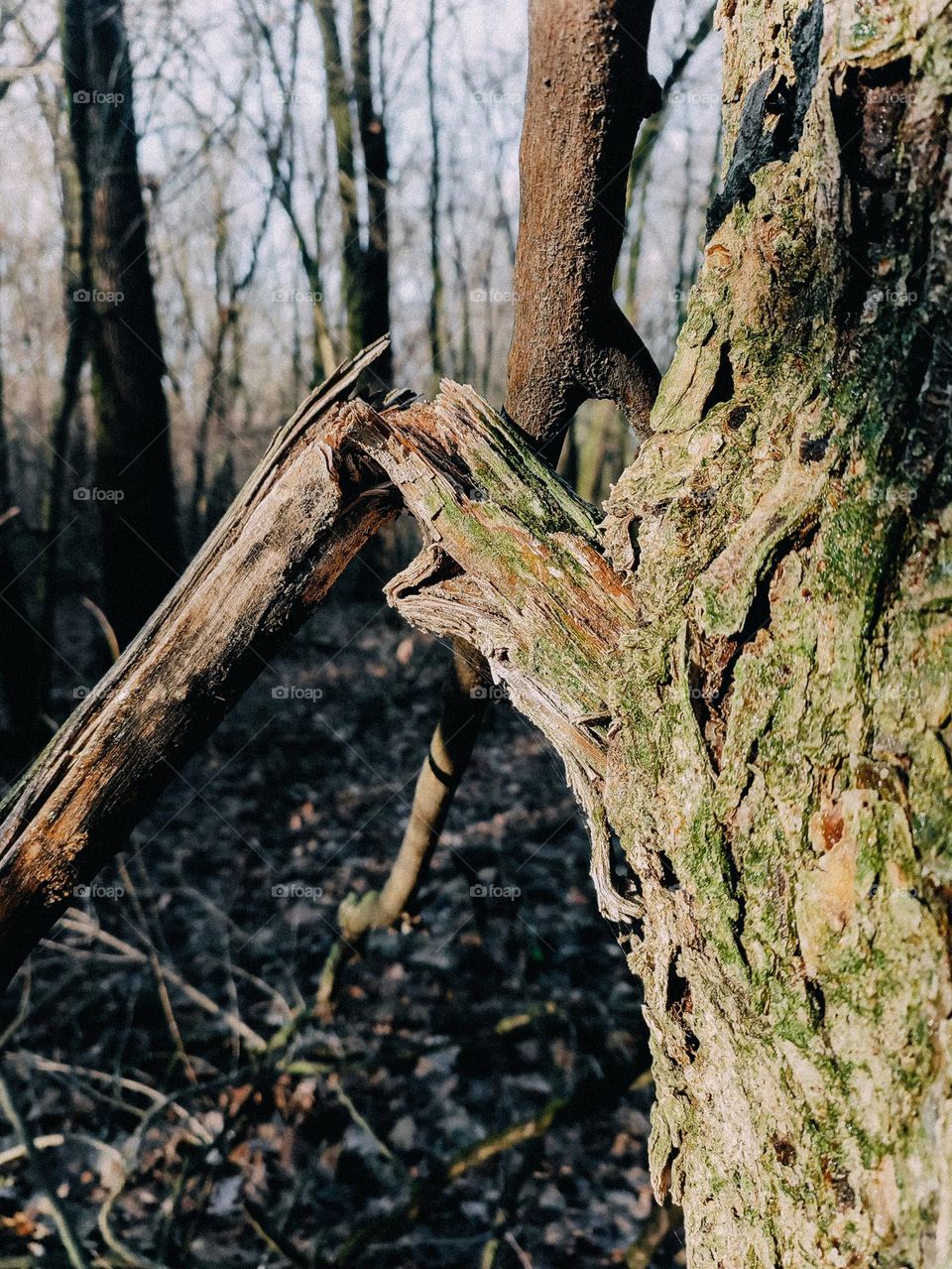 Broken tree branch in autumn forest. Tree bark, wooden texture close up details. Sunny weather, sunshine, contrast. Forest at the background