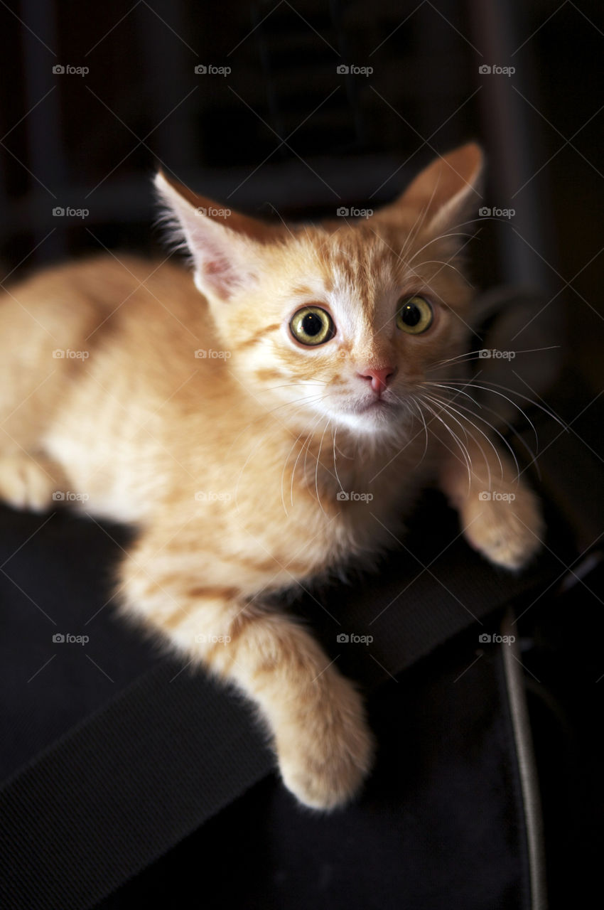 Ginger kitten got scared