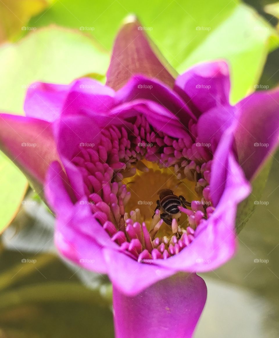 Bee is  finding honey inside beautiful lotus