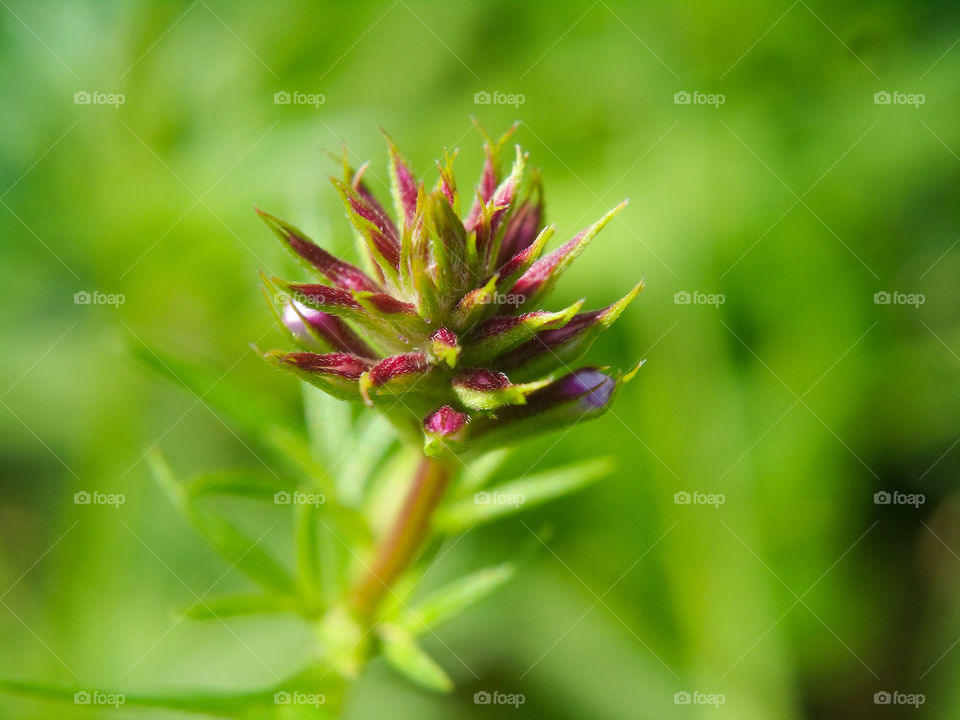 small plant with pink leafs