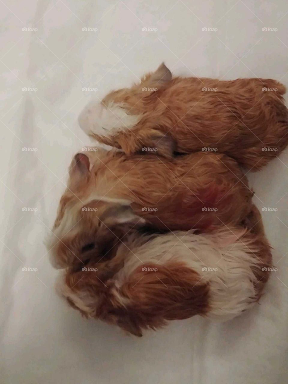 New born guinea pigs