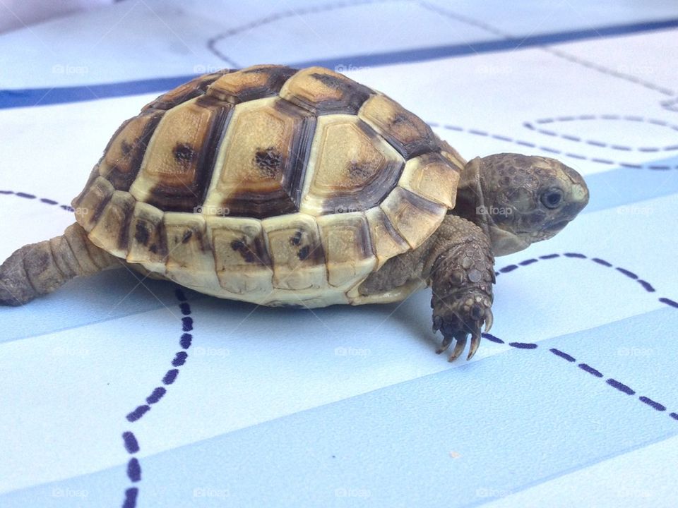 turtle 