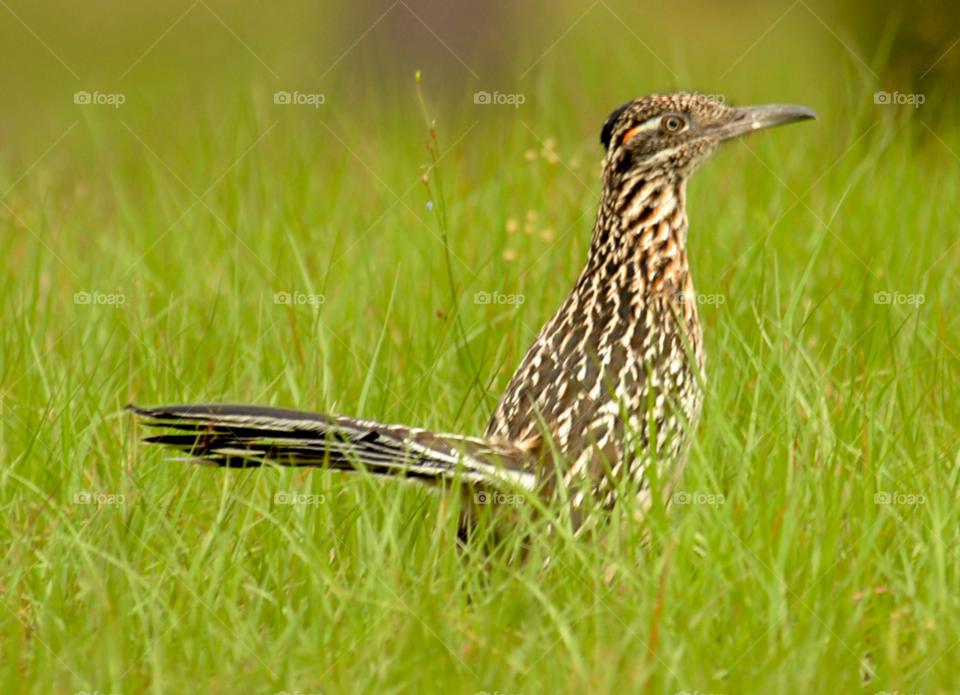 bird roadrunner road runner by lightanddrawing